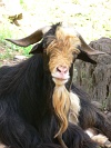 Santo Anto : Cova de Pal : billy goat  : Nature Animals
Cabo Verde Foto Gallery