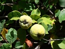 Santo Ant�o : Cova de Pa�l :  : Nature PlantsCape Verde Foto Gallery