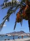 So Vicente : Mindelo : palm tree : Landscape Sea
Cabo Verde Foto Gallery