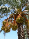 So Vicente : Mindelo : palm tree : Nature Plants
Cabo Verde Foto Gallery