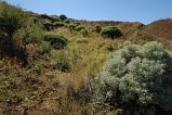 Fogo : Montinho : Losna - Artemisia gorgonum  / Tortolho - Euphorbia tuckeyana : Nature Plants
Cabo Verde Foto Gallery