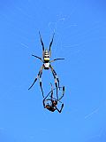 Brava : Vila Nova Sintra : spider : Nature Animals
Cabo Verde Foto Gallery