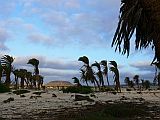 Boa Vista : Floresta Clotilde : palmeira : Landscape Agriculture
Cabo Verde Foto Galeria