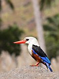 Santiago : Tabugal : grey headed kingfisher : Nature Animals
Cabo Verde Foto Gallery