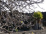 Fogo : Ch das Caldeiras : figueira : Nature Plants
Cabo Verde Foto Galeria