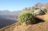 Fogo : Bordeira Monte Gomes : losna and tortolho : Nature Plants
Cabo Verde Foto Gallery
