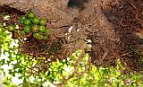 So Vicente : Santa Luzia da Terra : figtree : Nature Plants
Cabo Verde Foto Gallery