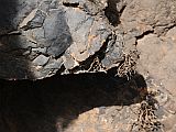 So Vicente : Santa Luzia da Terra : litmus lichen roccella : Nature Plants
Cabo Verde Foto Gallery