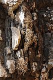 So Vicente : Santa Luzia da Terra : litmus lichen roccella : Nature Plants
Cabo Verde Foto Gallery