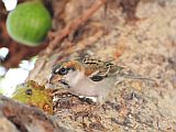 So Vicente : Santa Luzia da Terra : Cape Verde sparrow : Nature Animals
Cabo Verde Foto Gallery