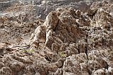 So Vicente : Santa Luzia da Terra : roccella lichen : Nature Plants
Cabo Verde Foto Gallery