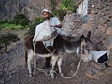 Santo Anto : Caetano Bordeira de Norte : donkey : Technology Transport
Cabo Verde Foto Gallery