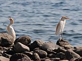 Santo Anto : Tarrafal de Monte Trigo : cattle egret : Nature Animals
Cabo Verde Foto Gallery