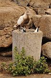 Santo Anto : Tarrafal de Monte Trigo : pigeon : Nature Animals
Cabo Verde Foto Gallery