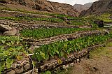 Santo Anto : Tarrafal de Monte Trigo : yam : Technology Agriculture
Cabo Verde Foto Gallery