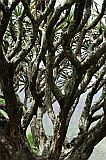 Insel: Santo Anto  Wanderweg: 101 Ort: Paul Ch de Padre Motiv: Drachenbaum Motivgruppe: Nature Plants © Pitt Reitmaier www.Cabo-Verde-Foto.com