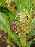 Santo Anto : Lagoa - Linho de Corvo : corn maize : Nature Plants
Cabo Verde Foto Gallery