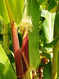 Santo Anto : Lagoa - Linho de Corvo : milho : Nature Plants
Cabo Verde Foto Galeria