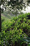 Santo Anto : Tabuleirinho da Tabuga : corn : Landscape Agriculture
Cabo Verde Foto Gallery