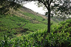 Santo Anto : Tabuleirinho da Tabuga : milho : Landscape
Cabo Verde Foto Galeria