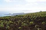 So Vicente : Monte Verde : milho : Landscape Agriculture
Cabo Verde Foto Galeria