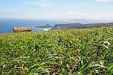 So Vicente : Monte Verde : field : Landscape Agriculture
Cabo Verde Foto Gallery