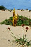 Boa Vista : Rabil : cistanche phelypaea : Nature Plants
Cabo Verde Foto Galeria