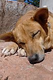 Santo Anto : Pico da Cruz Lombo Vermelho : dog : Nature Animals
Cabo Verde Foto Gallery