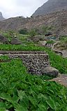 Santo Anto : Tarrafal de Monte Trigo : intensive irrigated inhame cultures : Technology Agriculture
Cabo Verde Foto Gallery