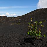 Fogo : Ch das Caldeira Monte Lorna : apple tree in volcano ashes : Landscape Agriculture
Cabo Verde Foto Gallery
