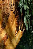Santo Anto : Pico da Cruz Cinta de Tanque : Eucalyptus : Nature Plants
Cabo Verde Foto Gallery