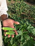 So Vicente : Ra de Vinha : plantas de Abidjan para preparar pratos africanos : Technology Agriculture
Cabo Verde Foto Galeria