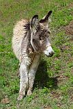 Santo Anto : Pico da Cruz Lombo Vermelho : donkey : Nature Animals
Cabo Verde Foto Gallery