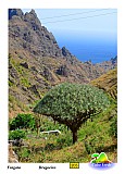 So Nicolau : Fragata Cruzinha : dragon tree : Nature Plants
Cabo Verde Foto Gallery
