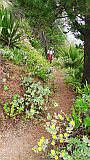 So Nicolau : Ladeira de Salamao : endemic plants at hiking trail : Nature Plants
Cabo Verde Foto Gallery