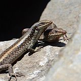 So Nicolau : R dos Calhaus : Lizard : Nature Animals
Cabo Verde Foto Gallery