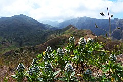 Santiago : Achada Lagoa : planta endmica echium gorgonorum : Nature Plants
Cabo Verde Foto Galeria