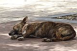 Sal : Espargos : dog : Nature Animals
Cabo Verde Foto Gallery