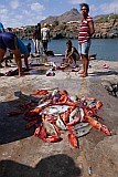 So Nicolau : Carrical : Distributing and cleaning fish : People Work
Cabo Verde Foto Gallery