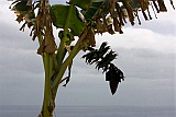 Insel: Santo Anto  Wanderweg:  Ort: Ribeira Grande Motiv: Bananenstaude Motivgruppe: Nature Plants © Florian Drmer www.Cabo-Verde-Foto.com