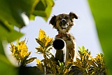 Santo Anto : Vila das Pombas : dog : Nature Animals
Cabo Verde Foto Gallery