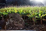 Santo Anto : R de Penede  : rocha escrevida : Art
Cabo Verde Foto Galeria