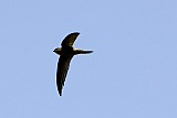 Santo Anto : Cova de Pal : swallow : Nature Animals
Cabo Verde Foto Gallery