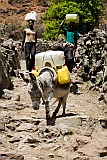 Santo Anto : Cova de Pal : fetching water with donkey : People Work
Cabo Verde Foto Gallery