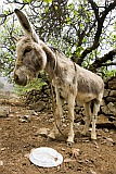 Santo Anto : Cova de Pal : donkey : Nature Animals
Cabo Verde Foto Gallery