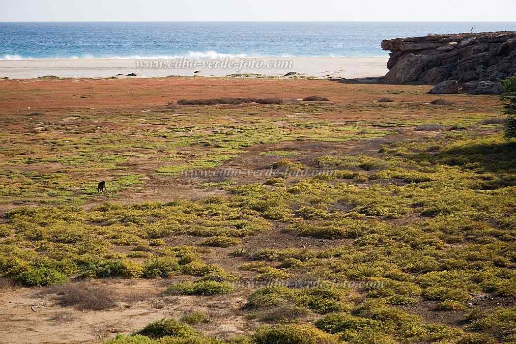 Maio : Ponta Preta : planta halfila : Landscape SeaCabo Verde Foto Gallery