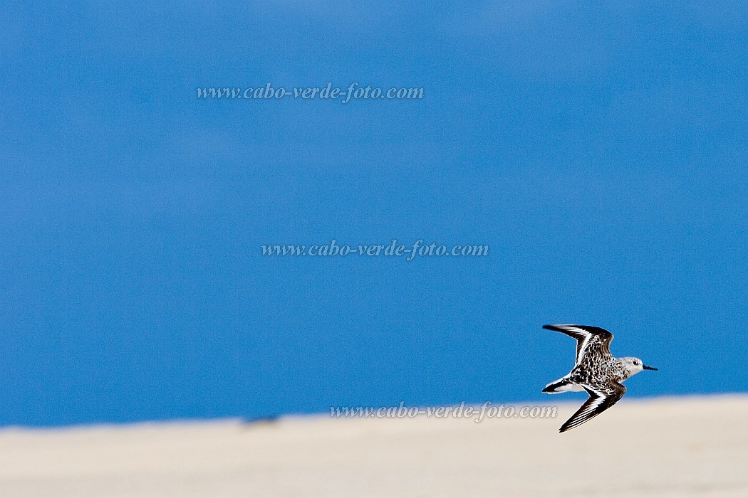 Maio : Vila do Maio : bird : Landscape DesertCabo Verde Foto Gallery