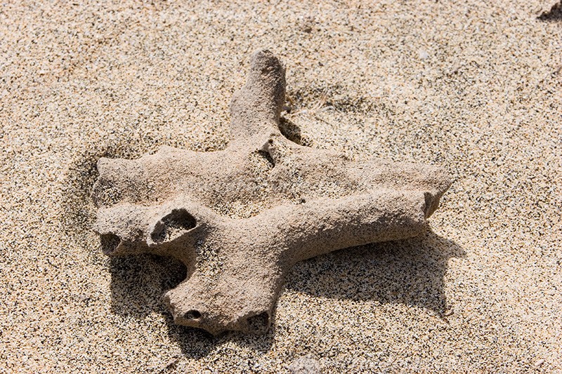 Maio : Terras Salgadas : coral : NatureCabo Verde Foto Gallery
