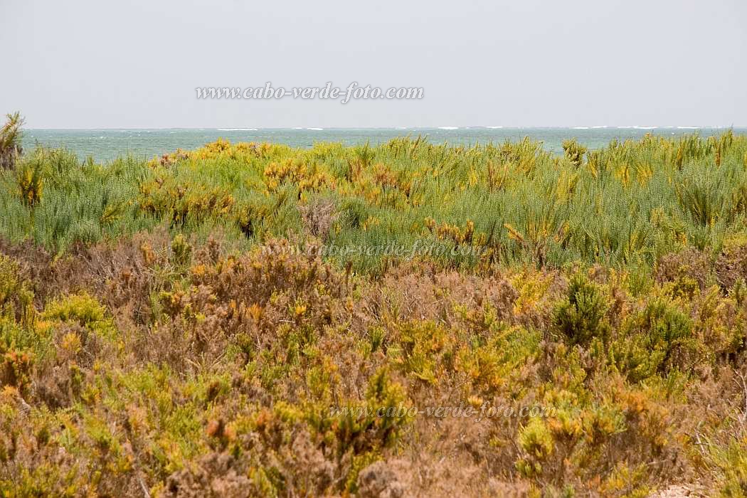 Maio : Terras Salgadas : beach : NatureCabo Verde Foto Gallery