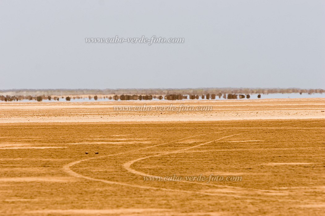 Maio : Terras Salgadas : fata morgana : Landscape DesertCabo Verde Foto Gallery